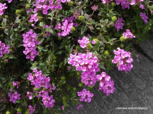 Lantana montevidensis - blossom